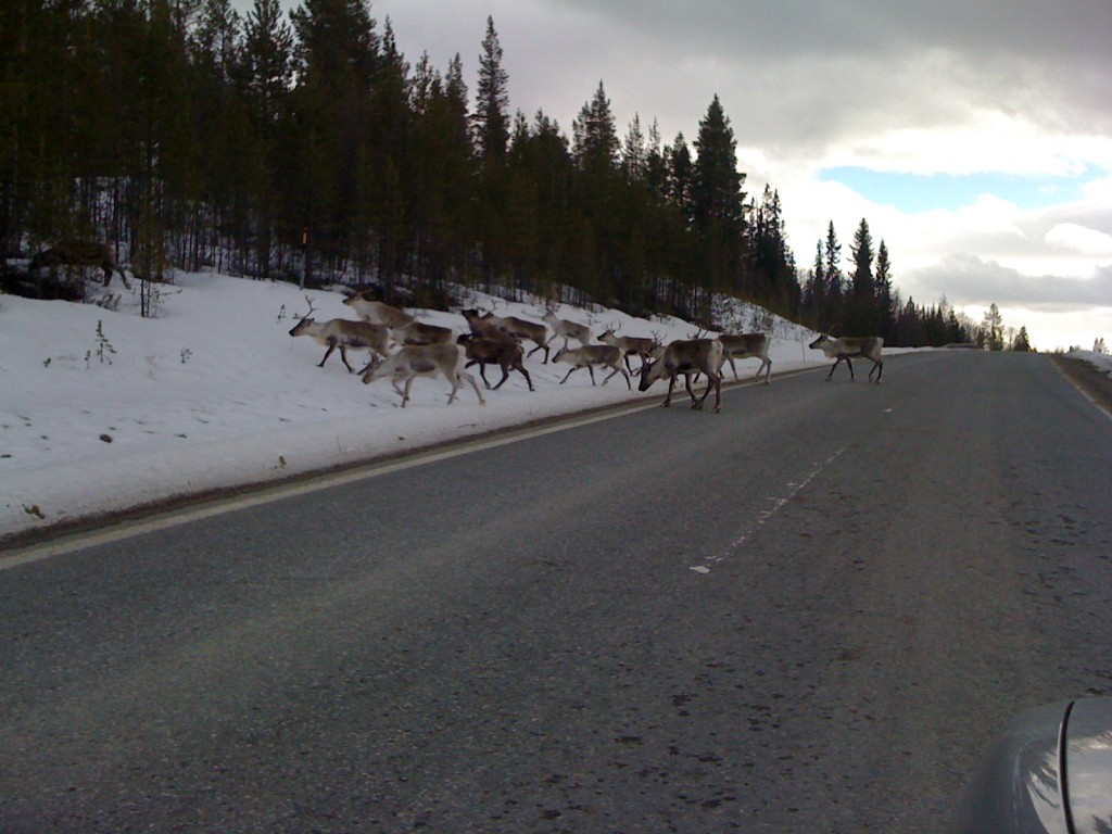 Reindeer